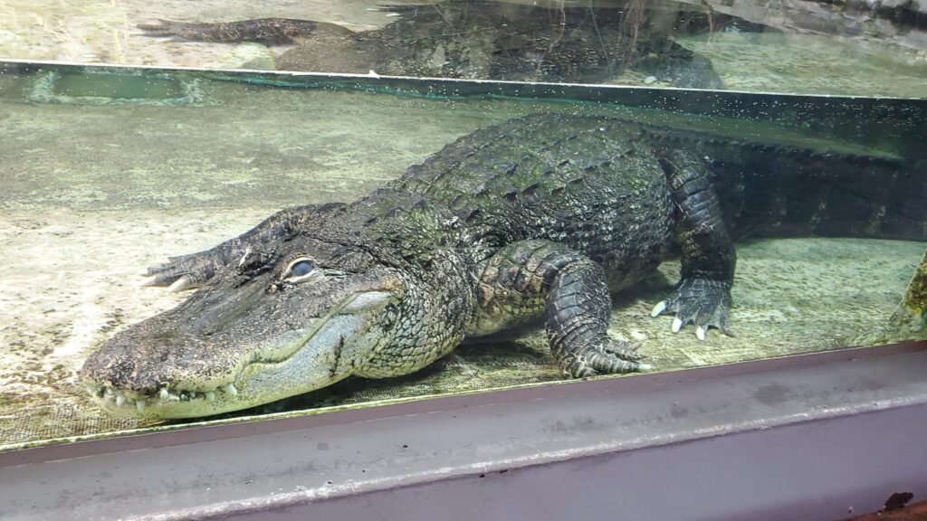 Ise-Shima 2-Day Itinerary: Why 1 Night is Never 20240713 171524 1024x576