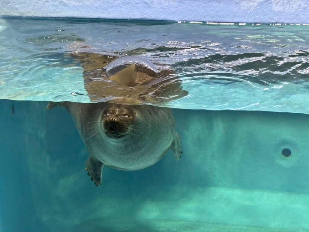 Ise-Shima 2-Day Itinerary: Why 1 Night is Never LINE ALBUM 20240713〜14 260204 27 1024x768