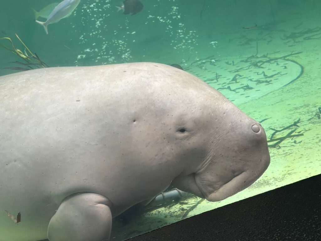 Ise-Shima 2-Day Itinerary: Why 1 Night is Never LINE ALBUM 20240713〜14 260204 28 1024x768